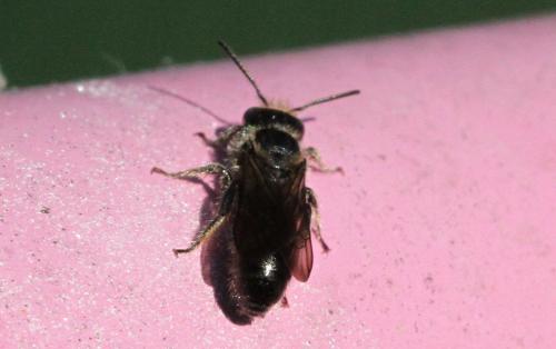 Réf. 260 594 : Chelostoma rapunculi